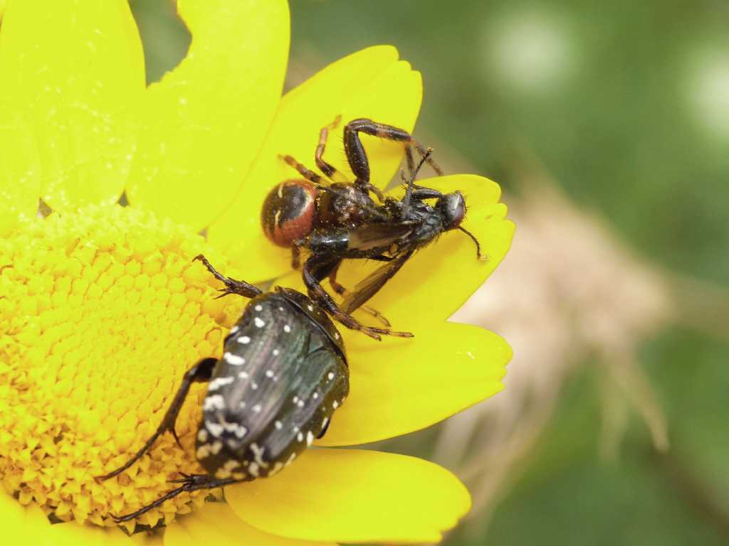 Prodezze di Synema globosum - Ostia (RM)
